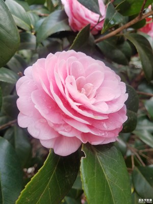 【回首寻美之路】+花之美4