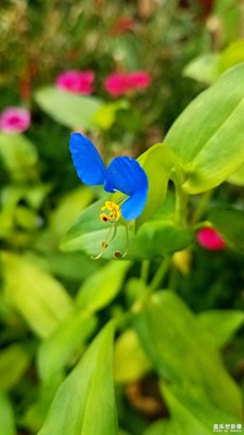 【回首寻美之路】+花之美2