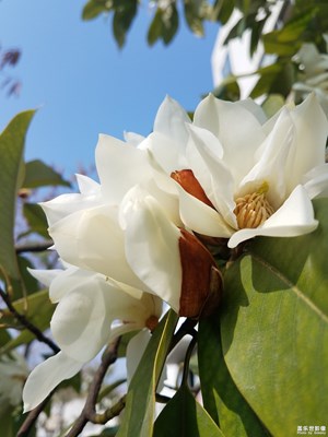 【回首寻美之路】+花之美5