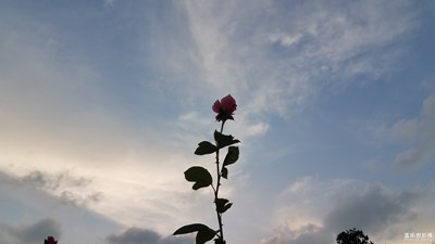 【回首寻美之路】+花之美1