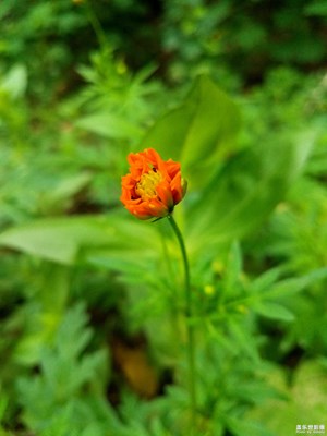 小野花