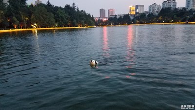 游泳的狗狗