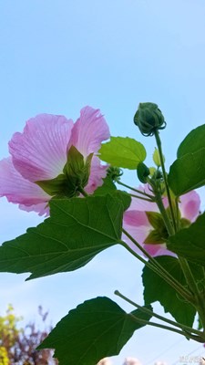 木芙蓉