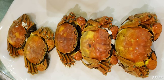 史上最大的鱼头