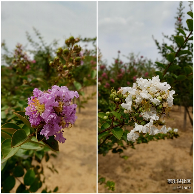 【Galaxy A80星粉体验活动】灵动三摄，绚丽屏幕