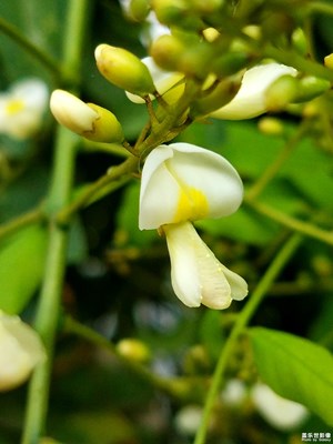 小花花