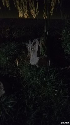 潭边的石头