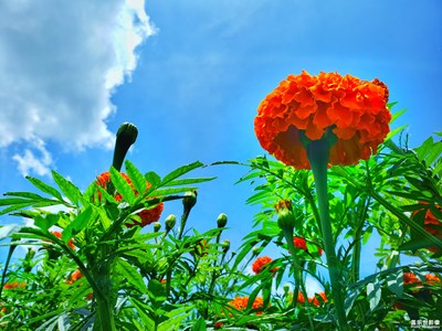 万寿菊