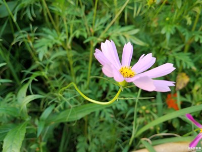 小花花1