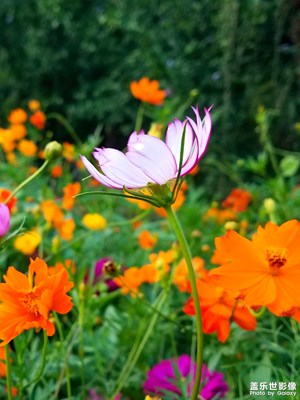 纤细美丽的秋英 小花花2