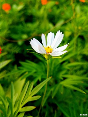 纤细美丽的小花花 秋英3