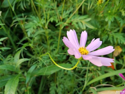 小花花1
