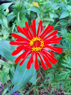 美丽大方的百日菊1
