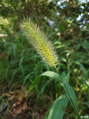 山坡上的狗尾草