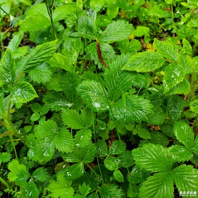 感谢大自然的馈赠！泉水甘淳！野果香甜！