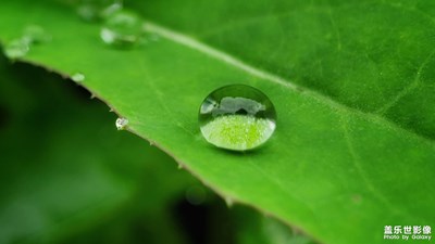 清晨的露珠