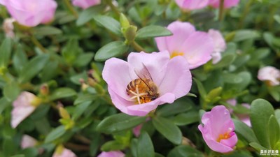 蜂和花