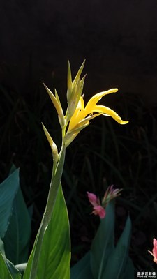 美人蕉
