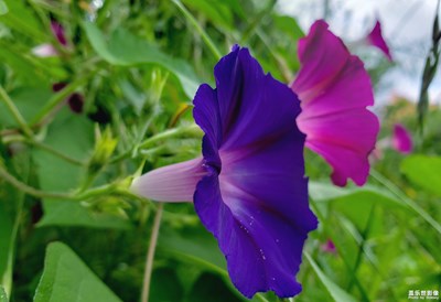 牵牛花