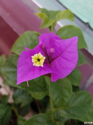 光叶子花