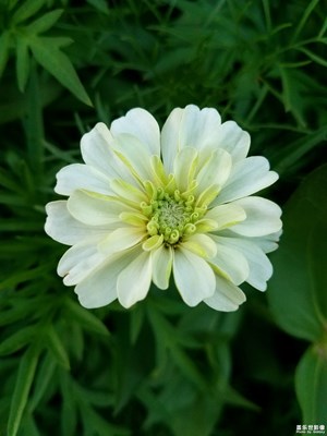 依然是百日菊