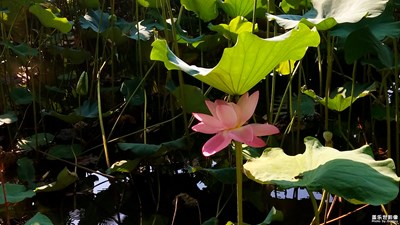 【最夏天】+烈日下的包河