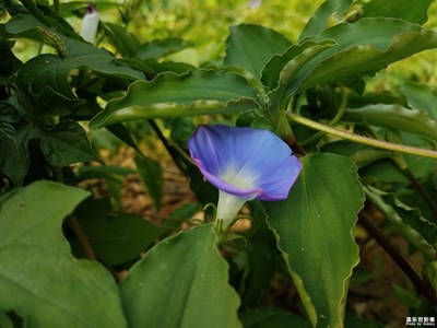 【最夏天】+烈日下的喇叭花