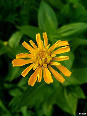 【浅秋时光】+河边的百日菊