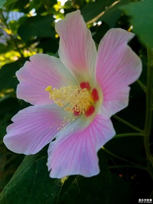 【浅秋时光】+盛开的木芙蓉