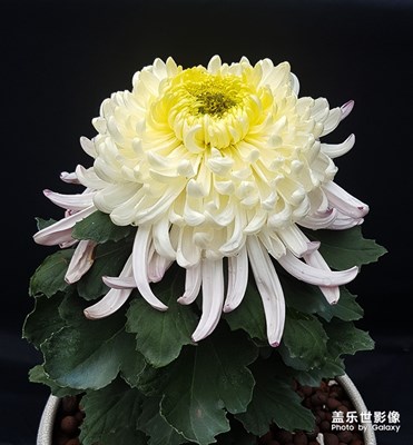 看菊花展随拍