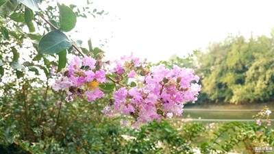 紫薇