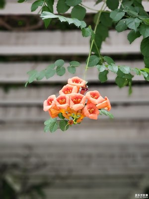 【浅秋时光】+院中花