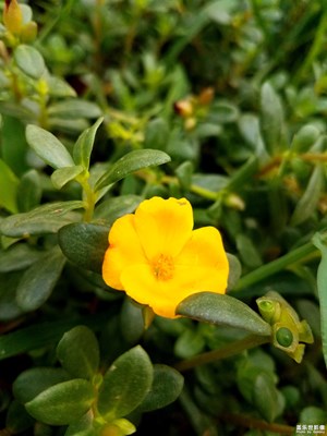 野花？野草？还是野菜？