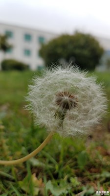 蒲公英
