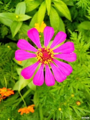 花花草草之 百日菊