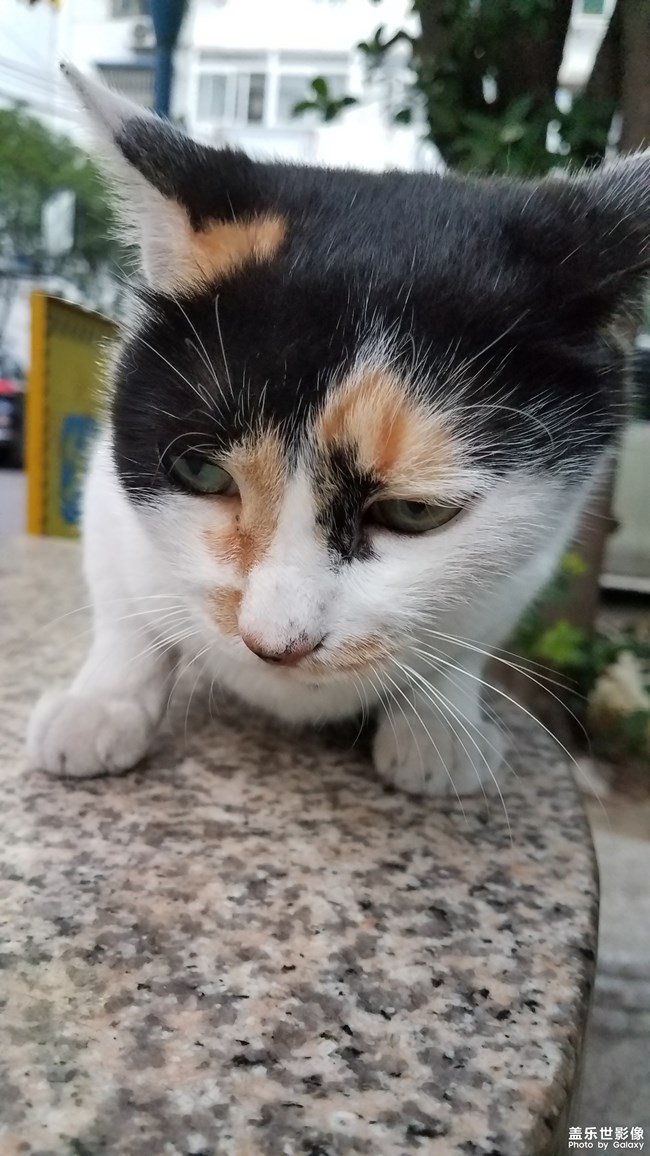 花花