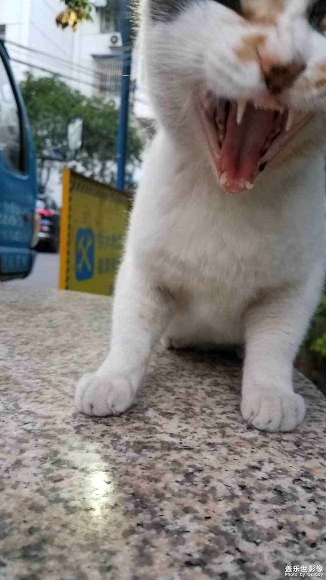 花花