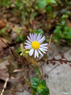 小小马兰花