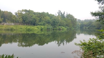 【浅秋时光】+南淝河中的荷花