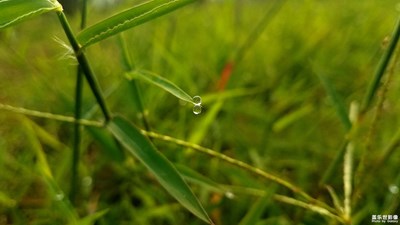 小草•露珠