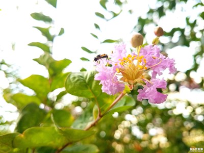 蜂和紫薇