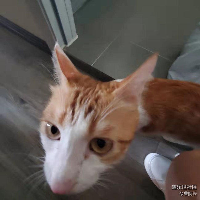 【家有萌宠】抛砖引玉来个带头的帖子~