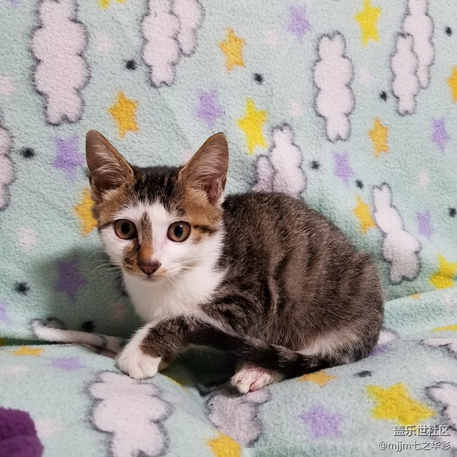 【家有萌宠】与喵快乐相伴