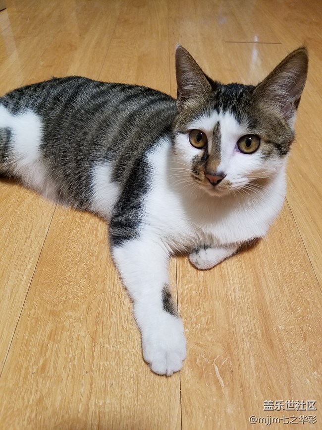 【家有萌宠】与喵快乐相伴