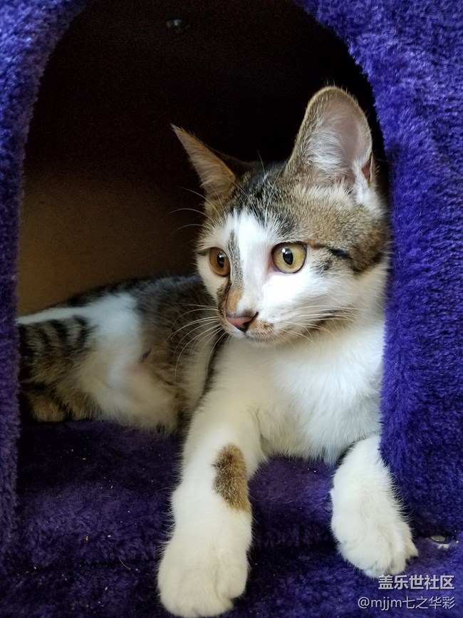 【家有萌宠】与喵快乐相伴