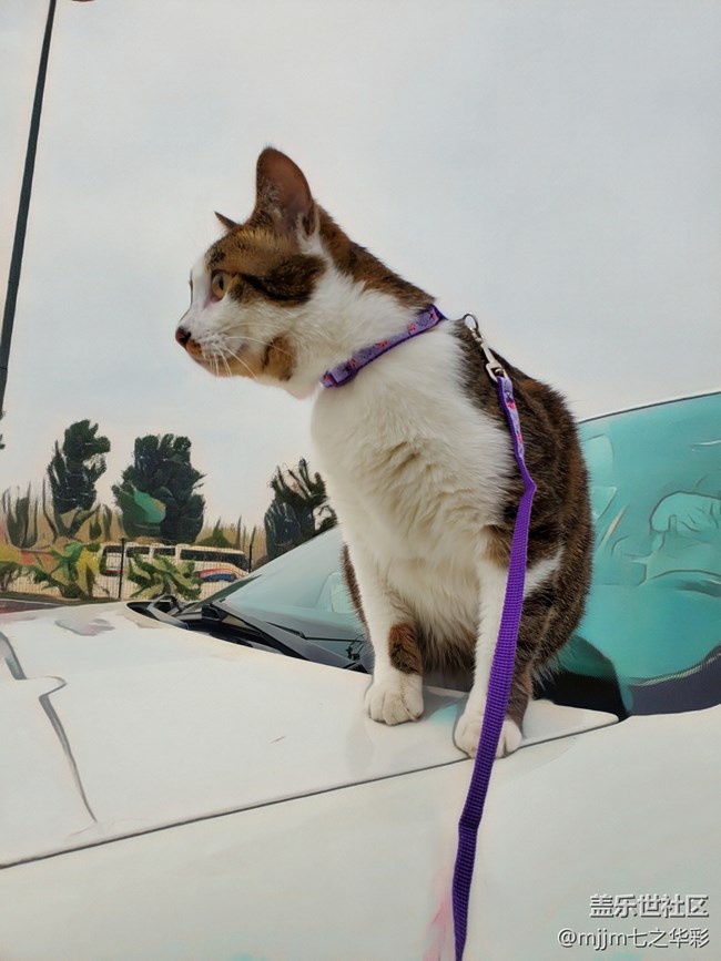 【家有萌宠】与喵快乐相伴