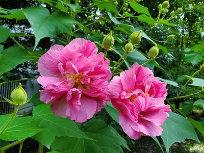 秋入芙蓉国