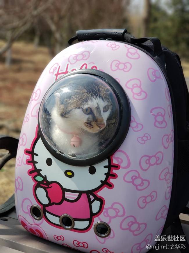 【家有萌宠】与喵快乐相伴