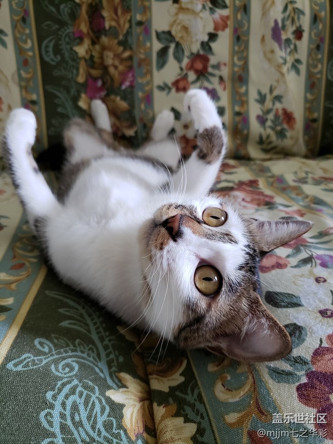 【家有萌宠】与喵快乐相伴