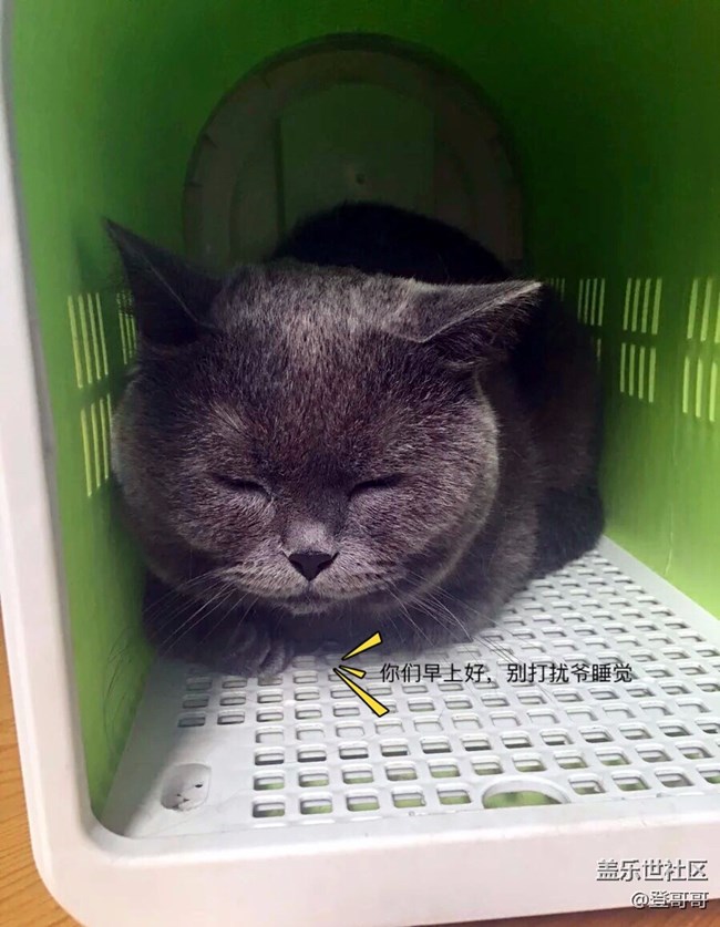 【家有萌宠】我家的咪咪真可爱